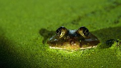 Frogs amphibians