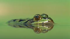 Frogs amphibians close-up Animals