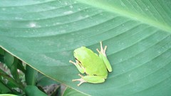 Frogs amphibians Green leaves