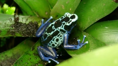 Frogs amphibians Poison Dart