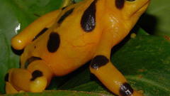 Frogs amphibians Poison Dart