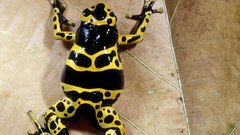 Frogs amphibians poison dart