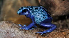 Frogs amphibians Poison Dart Frogs