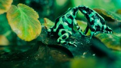 Frogs amphibians Poison Dart Frogs