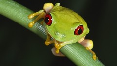 Frogs amphibians Red-Eyed Tree Frog