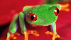 Frogs amphibians Red-Eyed Tree Frog