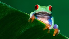 Frogs amphibians Red-Eyed Tree Frog