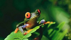 Frogs amphibians Red-Eyed Tree Frog
