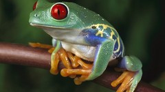 Frogs amphibians Red-Eyed Tree Frog