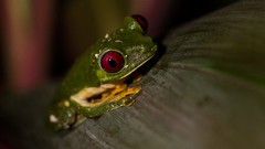 Frogs amphibians Red-Eyed Tree Frog