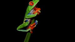 Frogs amphibians Red-Eyed Tree Frog