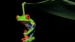Frogs amphibians Red-Eyed Tree Frog