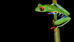 Frogs amphibians Red-Eyed Tree Frog