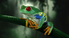 Frogs amphibians Red-Eyed Tree Frog