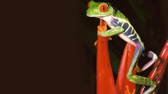 Frogs amphibians Red-Eyed Tree Frog