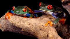 Frogs amphibians Red-Eyed Tree Frog