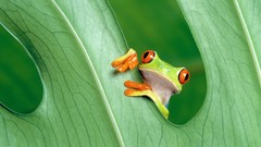 Frogs amphibians Red-Eyed Tree Frog