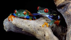 Frogs amphibians Red-Eyed Tree Frog