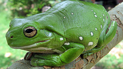 Frogs amphibians tree frogs