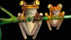 Frogs amphibians tree frogs