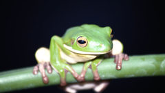 Frogs amphibians tree frogs