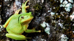 Frogs amphibians tree frogs