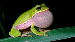 Frogs amphibians tree frogs