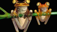 Frogs amphibians tree frogs