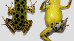 Frogs Animals