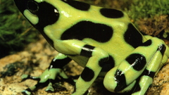 Frogs dart amphibians