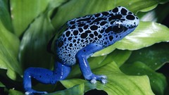 Frogs dart frogs amphibians