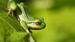 Frogs depth of field
