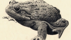 Frogs drawings amphibians