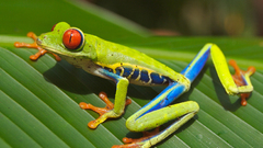 Frogs Green orange eyes