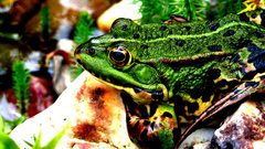 Frogs Green wide Animals