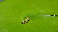 Frogs lakes amphibians lily pads