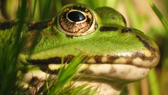 Frogs macro amphibians