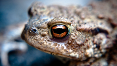 Frogs macro woman close-up