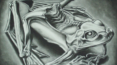 Frogs MC Escher