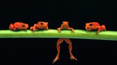 Frogs multicolor amphibians