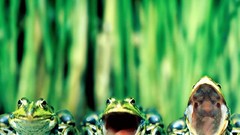 Frogs multicolor amphibians