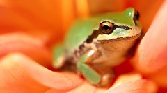 Frogs multicolor amphibians orange flowers