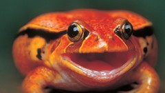 Frogs multicolor amphibians Poison Dart Frogs