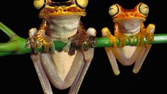 Frogs multicolor amphibians tree frogs