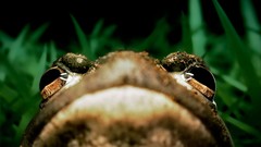 Frogs national geographic bullfrogs