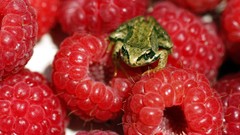Frogs raspberries