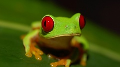 Frogs Red-Eyed Tree Frog