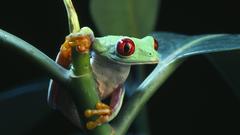 Frogs Red-Eyed Tree Frog