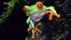 Frogs red-eyed tree frog