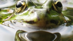 Frogs reflected water Animals